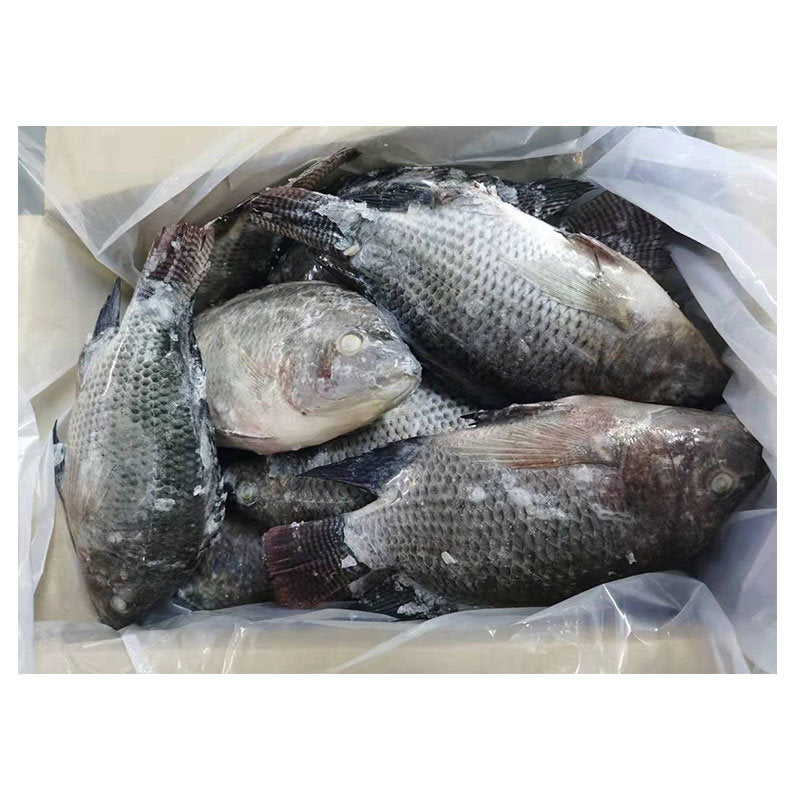 Tilapia fish