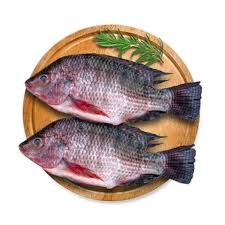 Tilapia fish